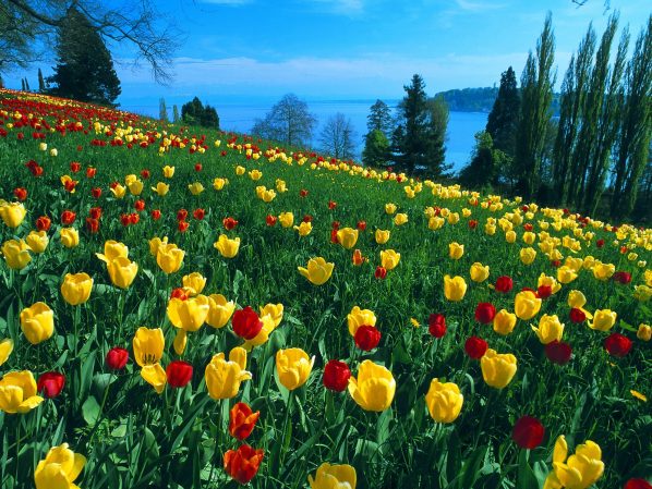 Spring-Tulips-yellow-and-red