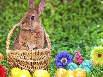 17861851_428888124128854_8016253994062376108_n